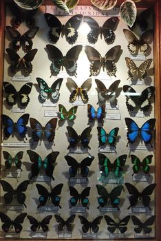 Collection of multicolored dried butterflies and butterflies behind glass