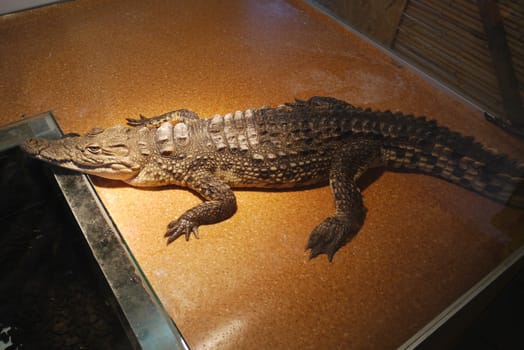 A huge terrible crocodile, lives in a specially adapted place and all the time surprises visitors