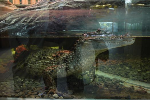 An aquarium with a crocodile, whose body is in the water, and a head with terrible terrible teeth above the water
