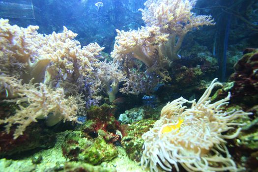 Coral reefs, stones and seaweed in clean water. You can see even a few small fish.