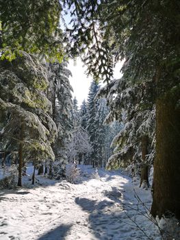 Snow-covered forest path with tall trees on either side in the rays of sunlight
