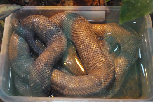 A huge brown boa with a persistent skin curled in a glass aquarium
