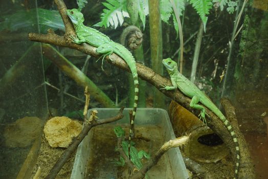 Three green lizards with striped tails were silenced. trying to merge with the environment