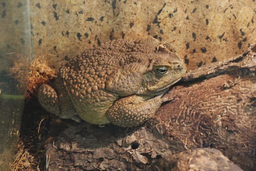 A large, fat, vile frog in pimples proudly sits on a rock