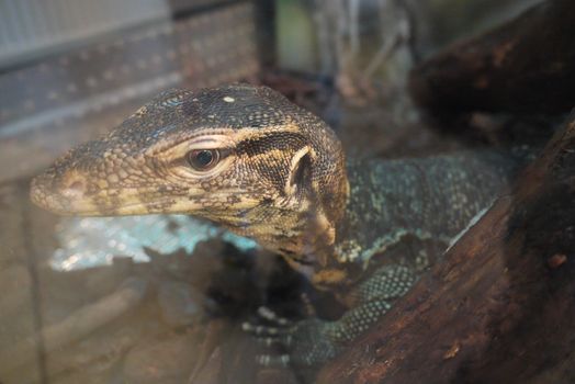 The big newt behind the glass looks smartly at the people around with a beautiful dark green skin that looks very impressive.