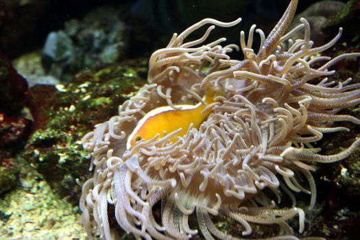 Bright golden fish hides among algae and sea shells in the aquarium