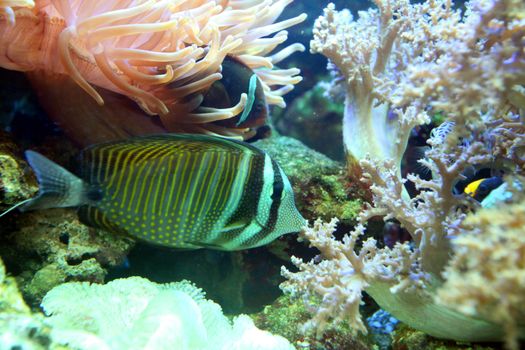 Striped, multi-colored fish was quiet between corals and algae