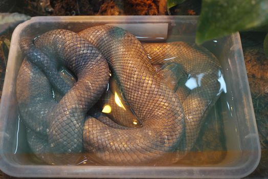 anaconda compressed in rectangular form in water
