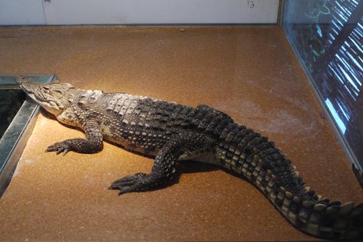 A terrible and dangerous big crocodile behind the glass in the zoo