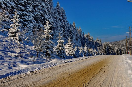 A chic winter landscape of a frosty day. With a rolling road running along beautiful tall firs growing on a slope covered with snow.