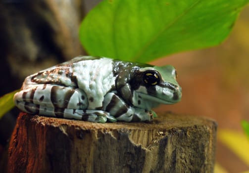 A huge multicolored toad sitting on a wooden stump against a background of green leaves