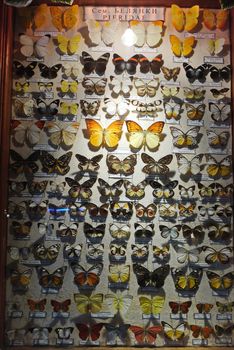 A large collection of butterflies of different colors and sizes collected behind the glass and signed.