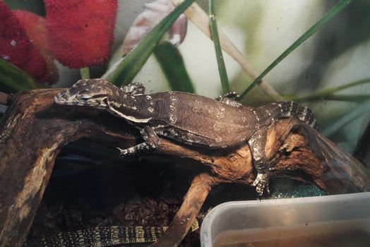 sweetly sleeping reptile on the trunk of a dry tree in a terrarium