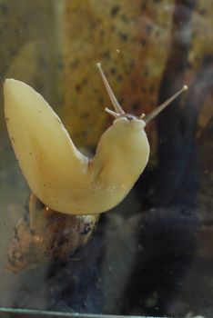 The skin color of a snail who left her house in search of food crawls on the glass, setting up its horns.