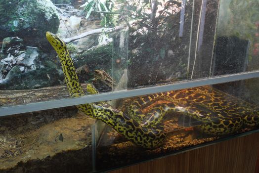 A pair of large yellow-black pythons in the aquarium, straight from the jungle