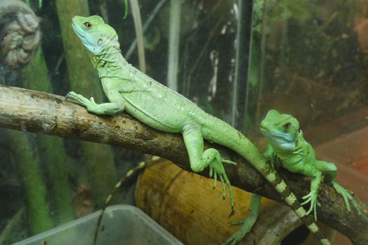 two bright green lizards with striped tails on the rocks of the u terariums