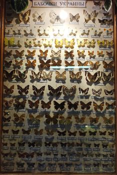 Dried butterflies on the familiarization stand located under the glass and illuminated by a light bulb. The planes go in order from top to bottom from top to bottom.