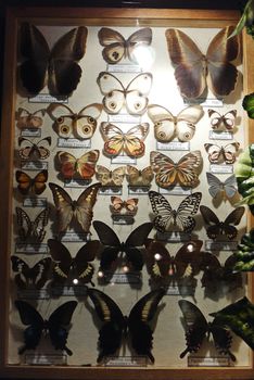 a collection of various butterflies with signboards in a frame under the glass