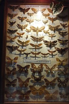 Collection of dried moths of Saturn and Brazhnikov. Everyone is not like the others