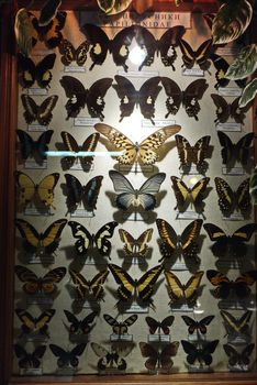 collection of butterflies under glass in a wooden frame