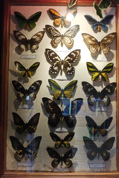 Beautiful butterflies of bright colors caught and dried for collection placed behind the glass on paper.