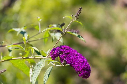 a brush of lilac flowers on a stalk bent under the weight