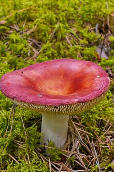 a large pink cap of ripe raw milk on a thick white stalk among moss in the woods