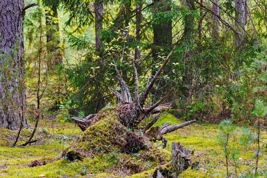 Stump with raised roots in the middle of a forest glade against the background of tall green trees