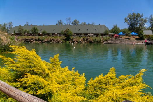 yellow branches of juniper on the shore of the lake on a clear day