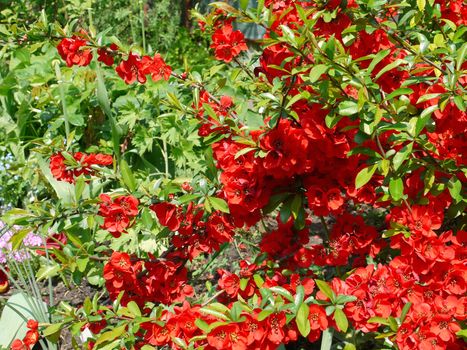 luxurious red-green flowering flower wreaths on a bright sunny day