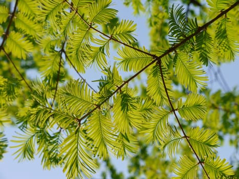 Brown branch with coniferous light green leaves against the blue sky