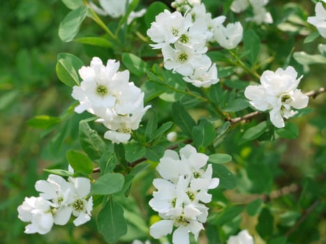 Beautiful lush spring flowers with white petals and large green leaves