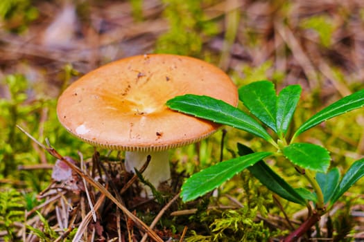 modest beauty russula hiding under a green leaf