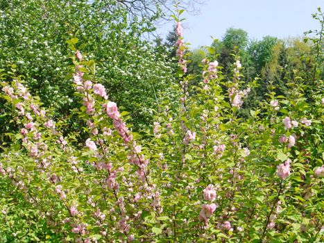 Long thin branches of a bush with bright pink flowers growing on it. Spring beauty of nature during flowering.