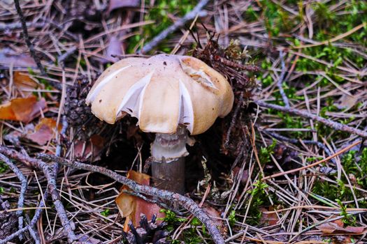 Close-up shot of a mushroom on a brown stalk with a white hat