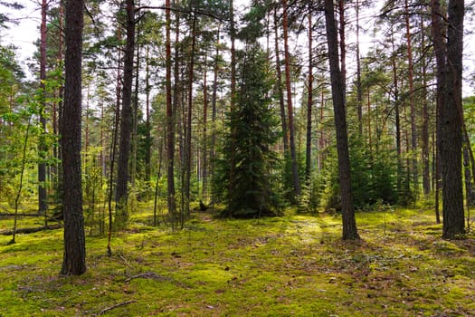 A picturesque glade in a pine forest overgrown with moss with fallen cones. A good place to relax with the company on a day off.