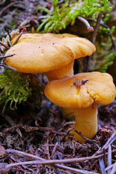 A couple of orange mushrooms foxes closeup under the green moss sphungum