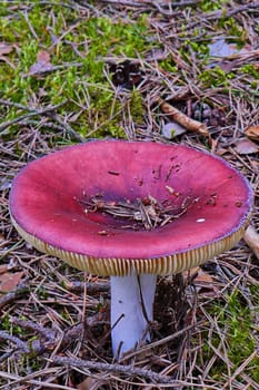 Mushroom crustacean with a pink cap under the pine needles pine tree close up
