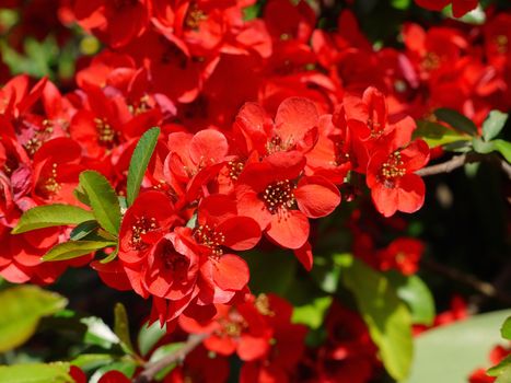 Bright, pleasing eyes red petals with a lot of stamens. Natural beauty of nature in juicy colors.