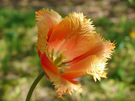 A magnificent flower with unusual petals with a fringe along the edges of a gently beige color with a large pestle and stamens inside.