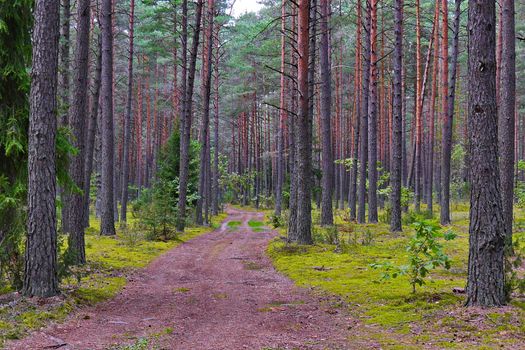 A wide brown road against the background of a pine forest and greenery