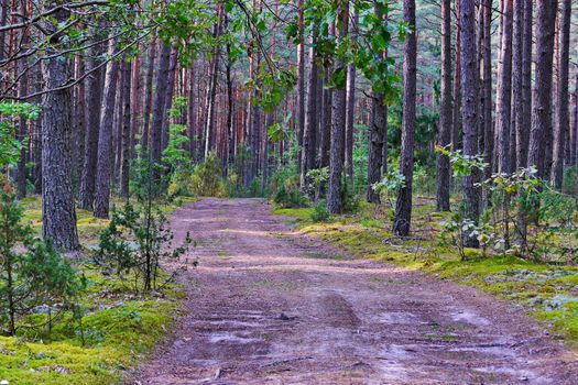 road in the middle of a beautiful pine forest