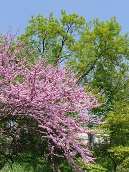 Branches of a wonderful lush blooming pink cherry blossom against the background of green trees