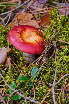 A beautiful edible russula with a red hat and white leg growing in the forest among the grass and spruce needles.