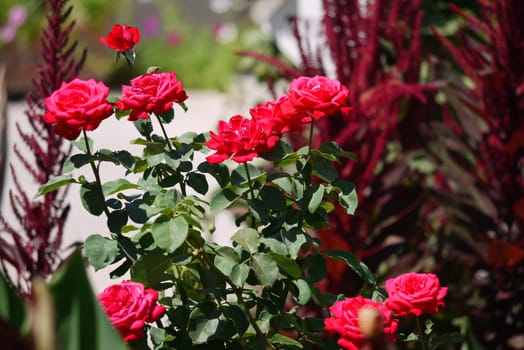 tender red roses bush best flowers for a gift