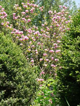 The magnificent flower of the pink magnolia is visible among the bushes of evergreen boxwood