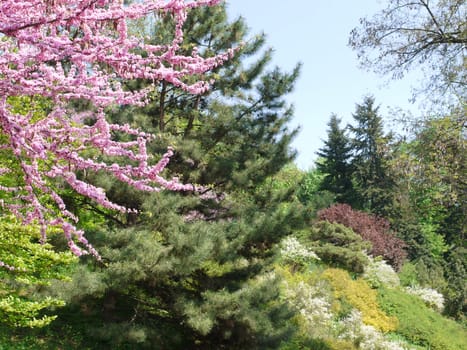 branches with pink flowers on a background of spruce in the park