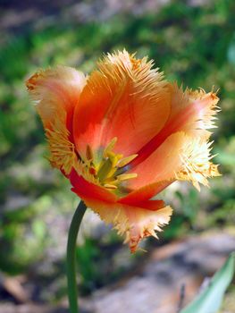 A beautiful flower with bright orange unusual petals with villi at the edges. Very unusual and elegant.