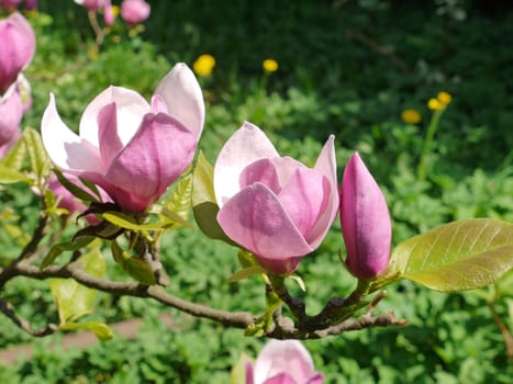 beautiful pink magnolia flowers on the branch admire the eye in early spring