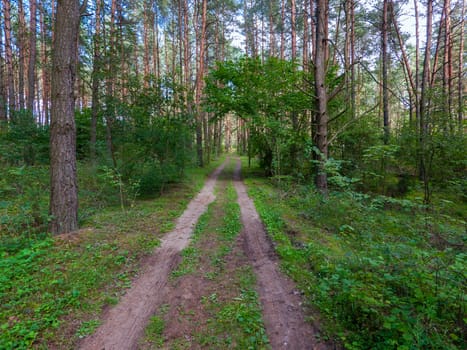 road in the forest with bright bright juicy grass growing on both sides and standing tall pine trees